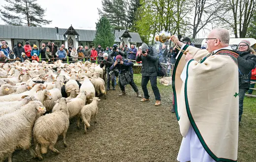 Redyk w Ludźmierzu w kwietniu 2024 r. Redyk to uroczyste wyjście pasterzy ze stadami owiec na wypas na górskich halach (redyk wiosenny), a także ich powrót z wypasu (redyk jesienny) fot. Paweł Murzyn/East News