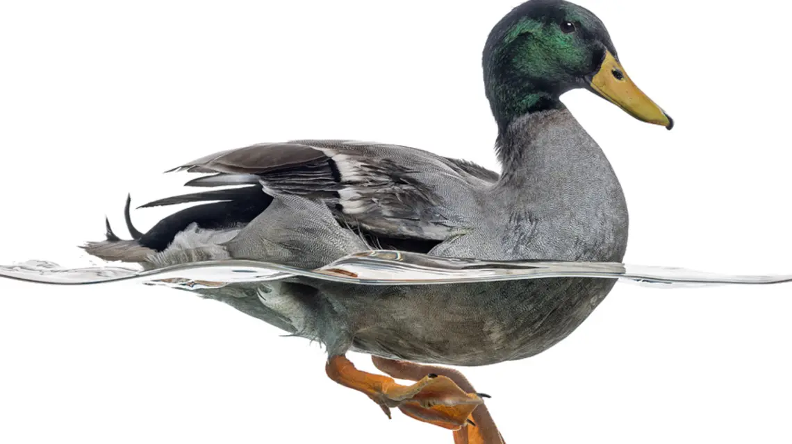Kaczka krzyżówka / fot. Fotolia