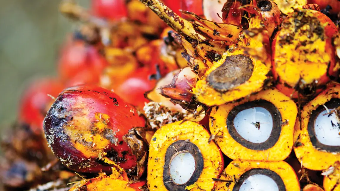 Owoc palmy olejowej / fot. WWF