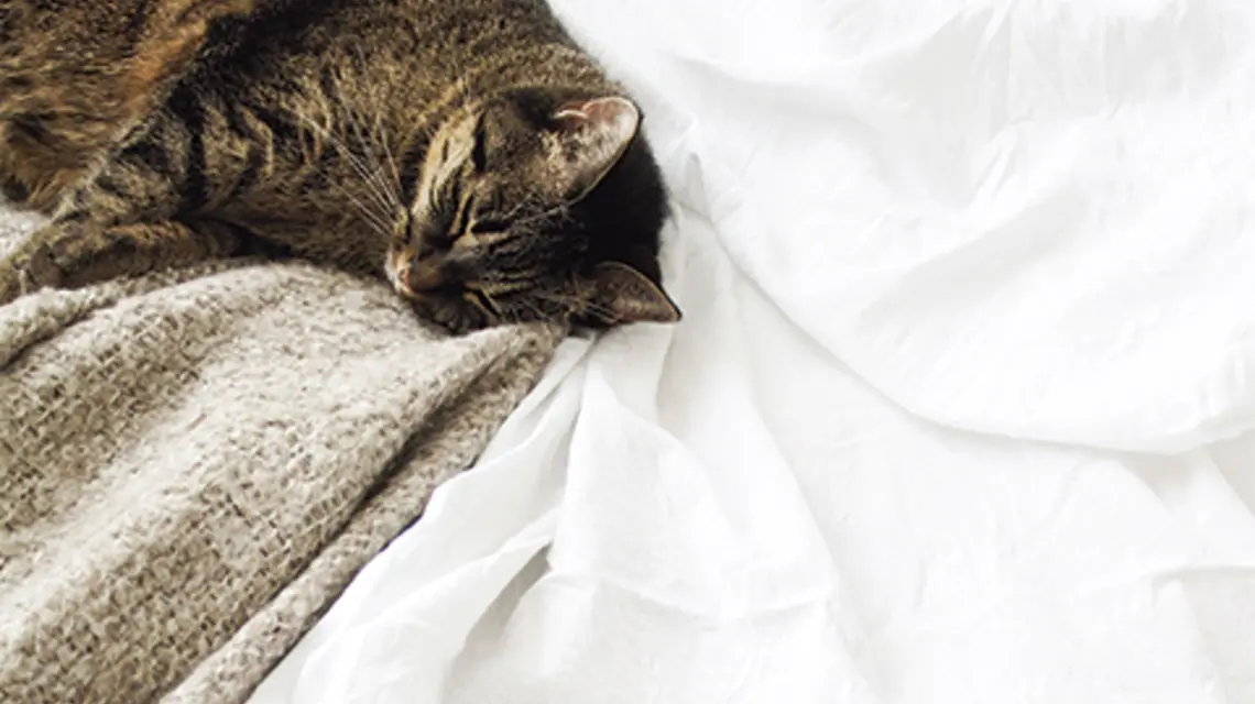 FOT. UNSPLASH