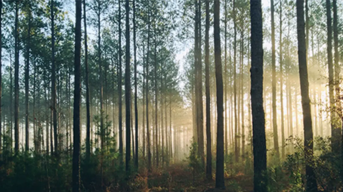 fot. Unsplash