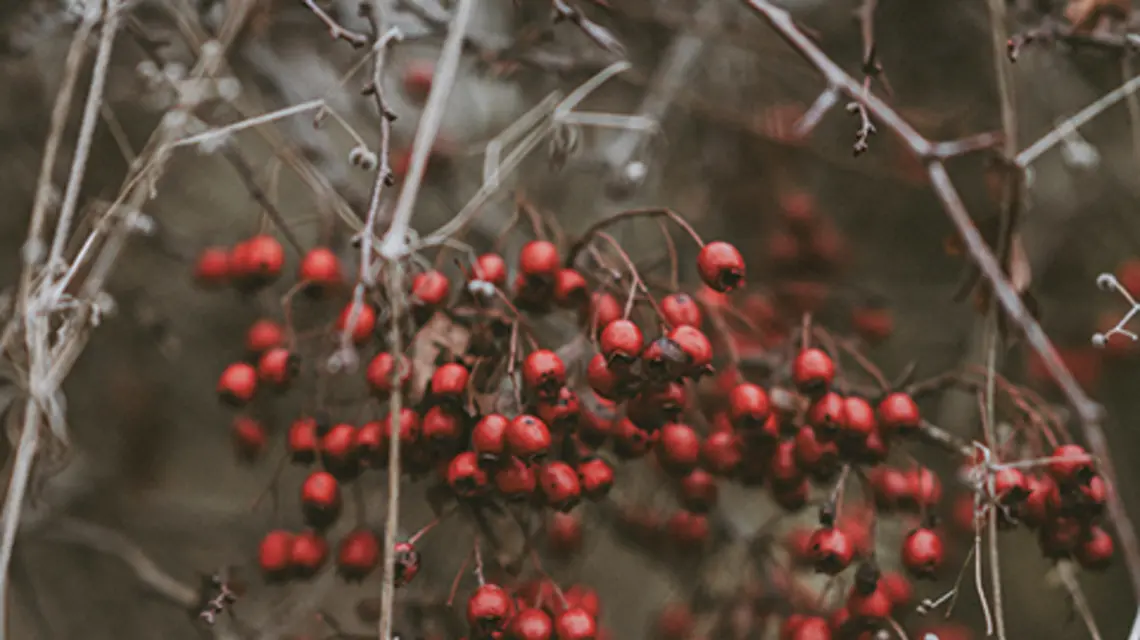 fot. Unsplash