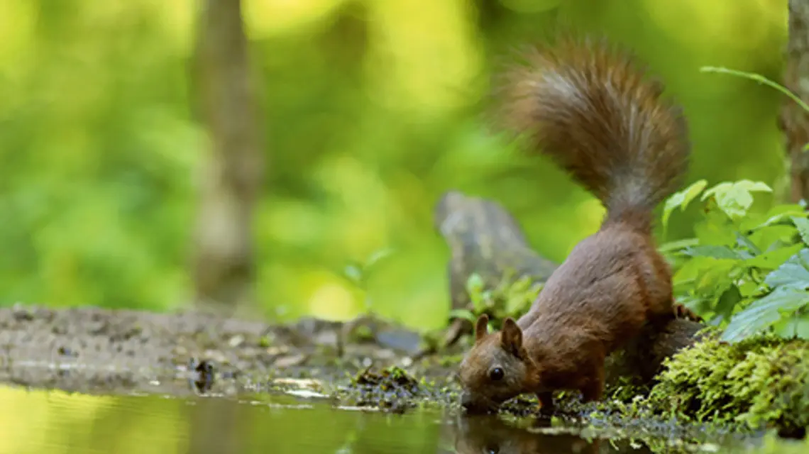 Puszcza Białowieska, 9 lipca 2024 r. | fot. Adrian Ślązak/Reporter/East News
