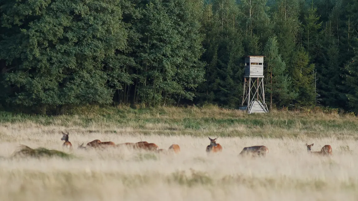Jelenie na rykowisku, w tle ambona myśliwska, Kaszuby, 18 września 2020 r. fot. Adrian Ślązok/REPORTER/east news