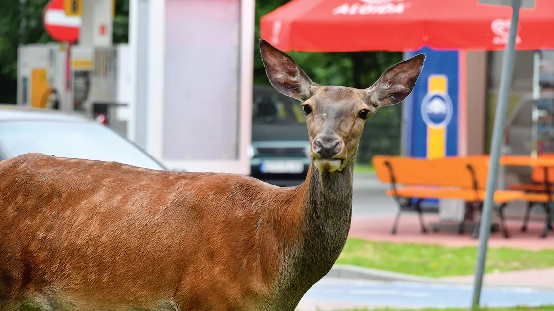 Nawet płochliwe sarny coraz częściej zapuszczają się do miast, szukając pożywienia między blokami i w miejskich parkach, Zakopane, 14 czerwca 2023 r. Fot. PaweŁ Murzyn/East News