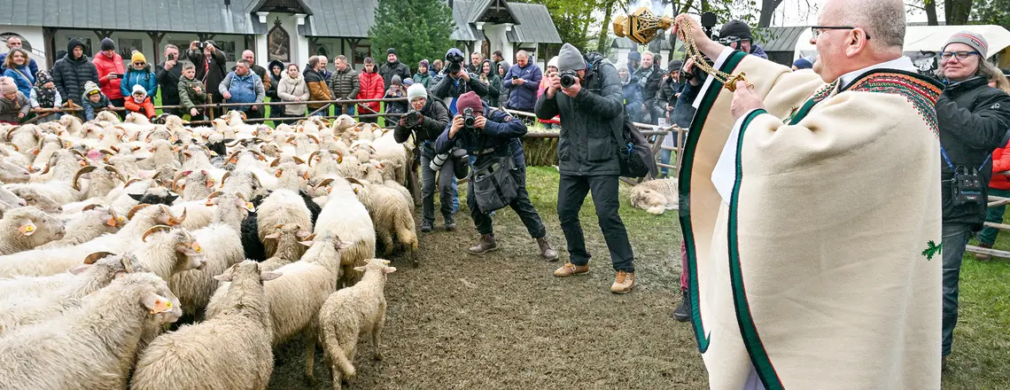 Redyk w Ludźmierzu w kwietniu 2024 r. Redyk to uroczyste wyjście pasterzy ze stadami owiec na wypas na górskich halach (redyk wiosenny), a także ich powrót z wypasu (redyk jesienny) fot. Paweł Murzyn/East News