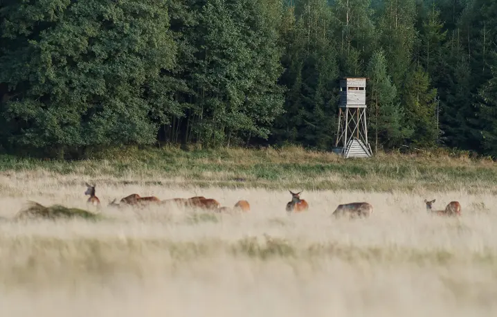 Jelenie na rykowisku, w tle ambona myśliwska, Kaszuby, 18 września 2020 r. fot. Adrian Ślązok/REPORTER/east news