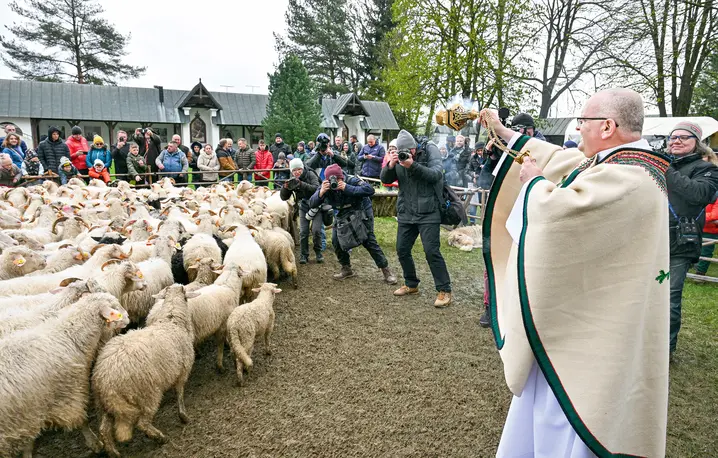 Redyk w Ludźmierzu w kwietniu 2024 r. Redyk to uroczyste wyjście pasterzy ze stadami owiec na wypas na górskich halach (redyk wiosenny), a także ich powrót z wypasu (redyk jesienny) fot. Paweł Murzyn/East News